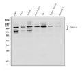 Anti-DR6/TNFRSF21 Antibody Picoband®