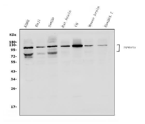 Anti-DR6/TNFRSF21 Antibody Picoband®