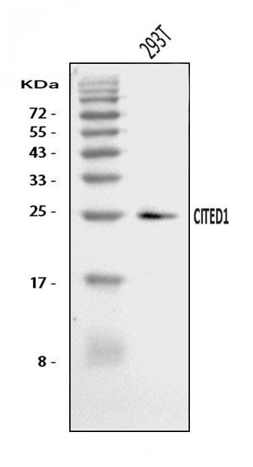 Anti-CITED1 Antibody Picoband®