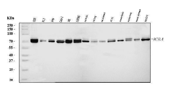 Anti-FACL4/ACSL4 Antibody Picoband®