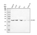 Anti-PSME3 Antibody Picoband®