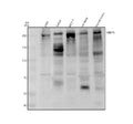 Anti-RBBP6 Antibody Picoband®