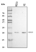 Anti-p19 INK4d/CDKN2D Antibody Picoband®