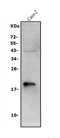 Anti-Claudin 3/CLDN3 Antibody Picoband®