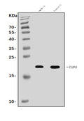 Anti-Claudin 3/CLDN3 Antibody Picoband®