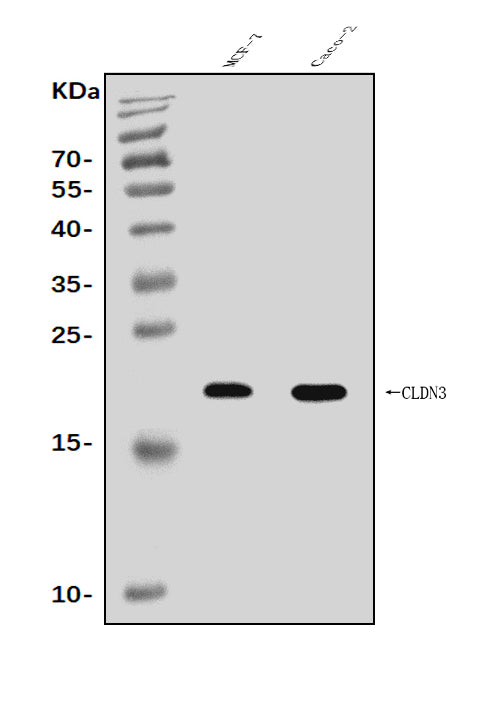 Anti-Claudin 3/CLDN3 Antibody Picoband®