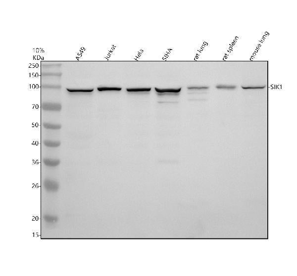 Anti-Snf1lk/SIK1 Antibody Picoband®
