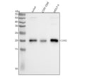 Anti-CD3D Antibody Picoband®