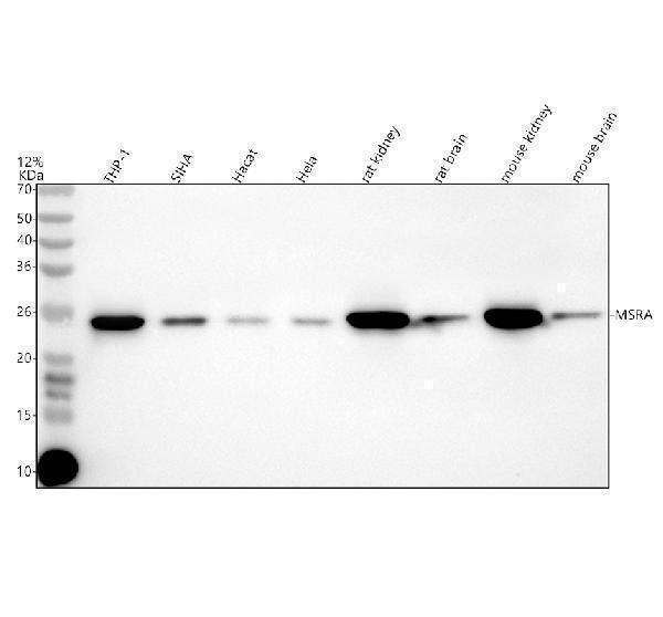 Anti-MSRA Antibody Picoband®