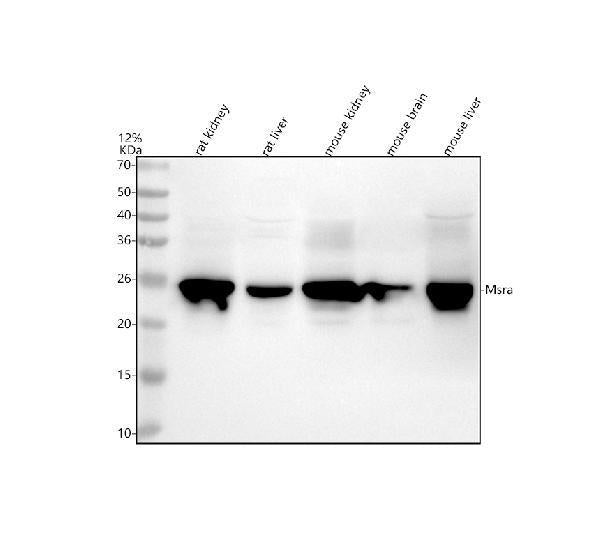Anti-MSRA Antibody Picoband®