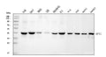 Anti-RRS1 Antibody Picoband®