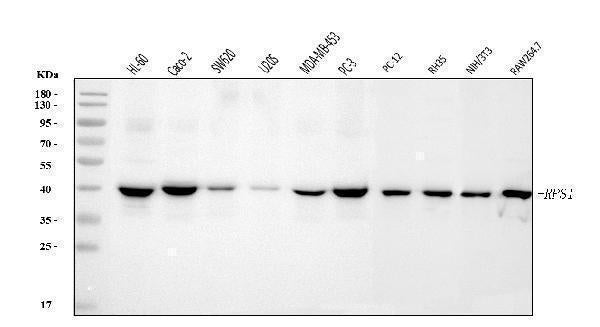 Anti-RRS1 Antibody Picoband®