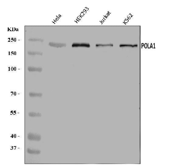 Anti-POLA1 Antibody Picoband®