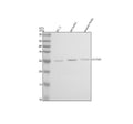 Anti-GSTM2 Antibody Picoband®