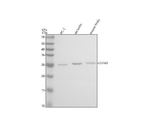 Anti-GSTM2 Antibody Picoband®
