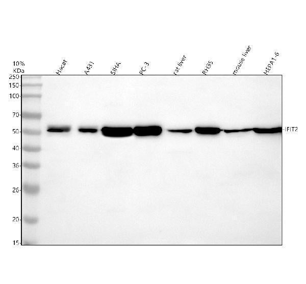 Anti-IFIT2 Antibody Picoband®