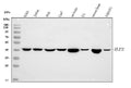 Anti-NF45/ILF2 Antibody Picoband®