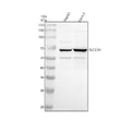 Anti-SLC23A1 Antibody Picoband®