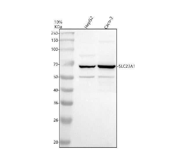 Anti-SLC23A1 Antibody Picoband®