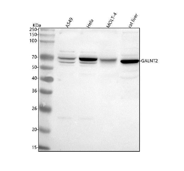 Anti-GALNT2 Antibody Picoband®