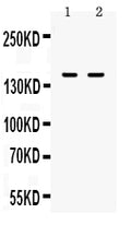 Anti-CD11a/ITGAL Antibody Picoband®