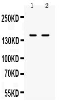 Anti-CD11a/ITGAL Antibody Picoband®