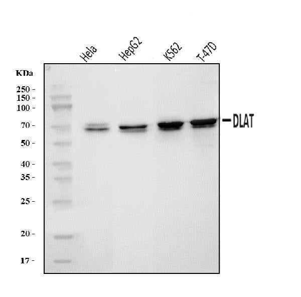 Anti-DLAT Antibody Picoband®