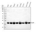 Anti-PGAM1 Antibody Picoband®