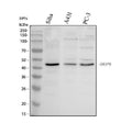 Anti-Interferon regulatory factor 9/IRF9 Antibody Picoband®
