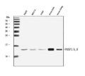 Anti-FKBP1A/1B Antibody Picoband®