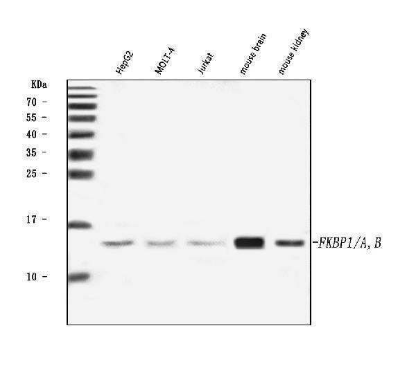 Anti-FKBP1A/1B Antibody Picoband®