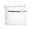 Anti-SNX2 Antibody Picoband®