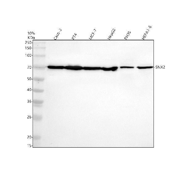 Anti-SNX2 Antibody Picoband®