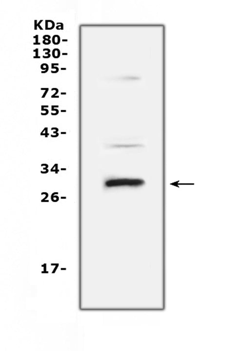 Anti-VEGFB Antibody Picoband®