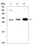 Anti-VEGFB Antibody Picoband®