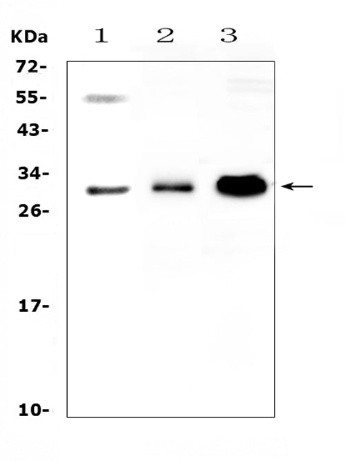 Anti-VEGFB Antibody Picoband®