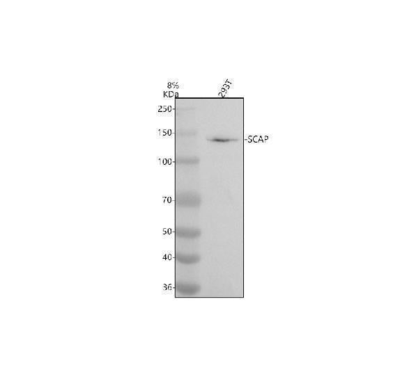 Anti-SCAP Antibody Picoband®