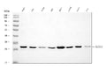 Anti-ECHS1 Antibody Picoband®