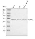 Anti-GCM1 Antibody Picoband®