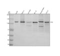 Anti-SIK2 Antibody Picoband®