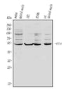Anti-EYA4 Antibody Picoband®