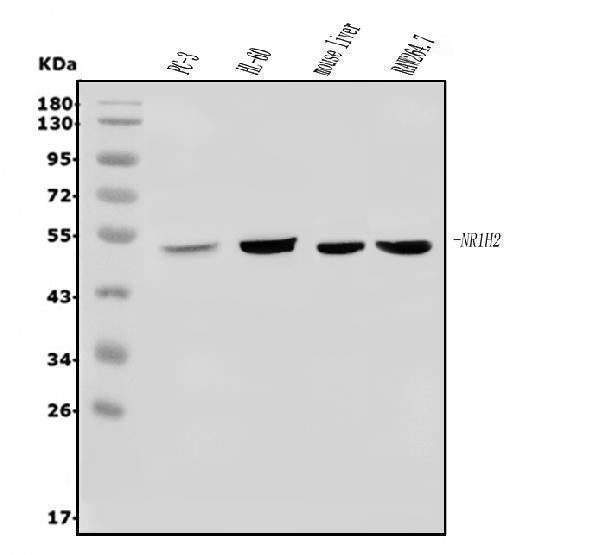 Anti-LXR beta/NER/NR1H2 Antibody Picoband®