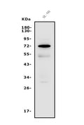 Anti-FUT4 Antibody Picoband®