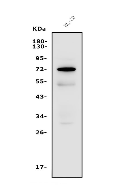 Anti-FUT4 Antibody Picoband®