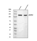 Anti-Contactin 1/CNTN1 Antibody Picoband®