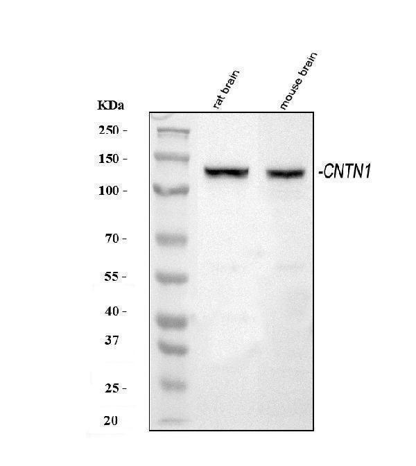 Anti-Contactin 1/CNTN1 Antibody Picoband®