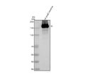 Anti-SI Antibody Picoband®