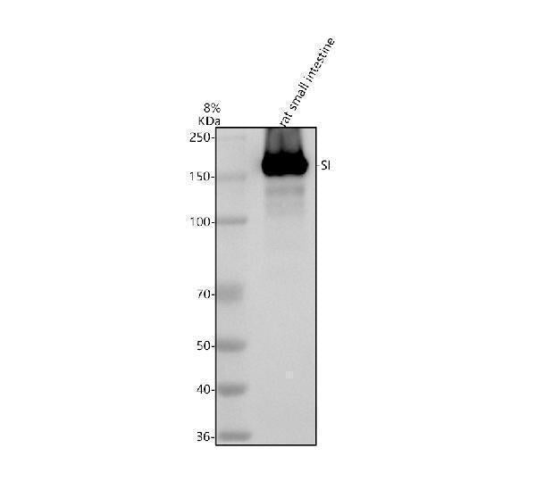 Anti-SI Antibody Picoband®