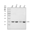 Anti-COPE Antibody Picoband®