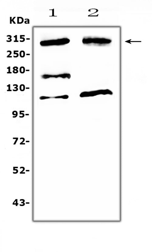 Anti-MED13 Antibody Picoband®